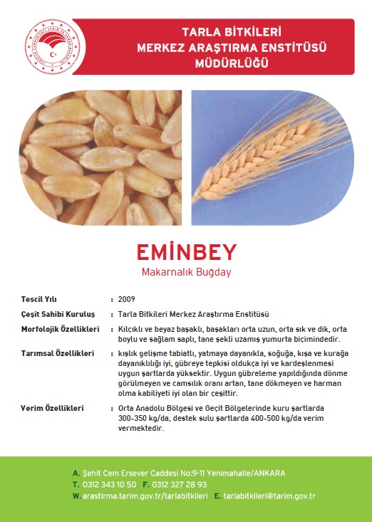 Eminbey Makarnalık Buğday Tohumu