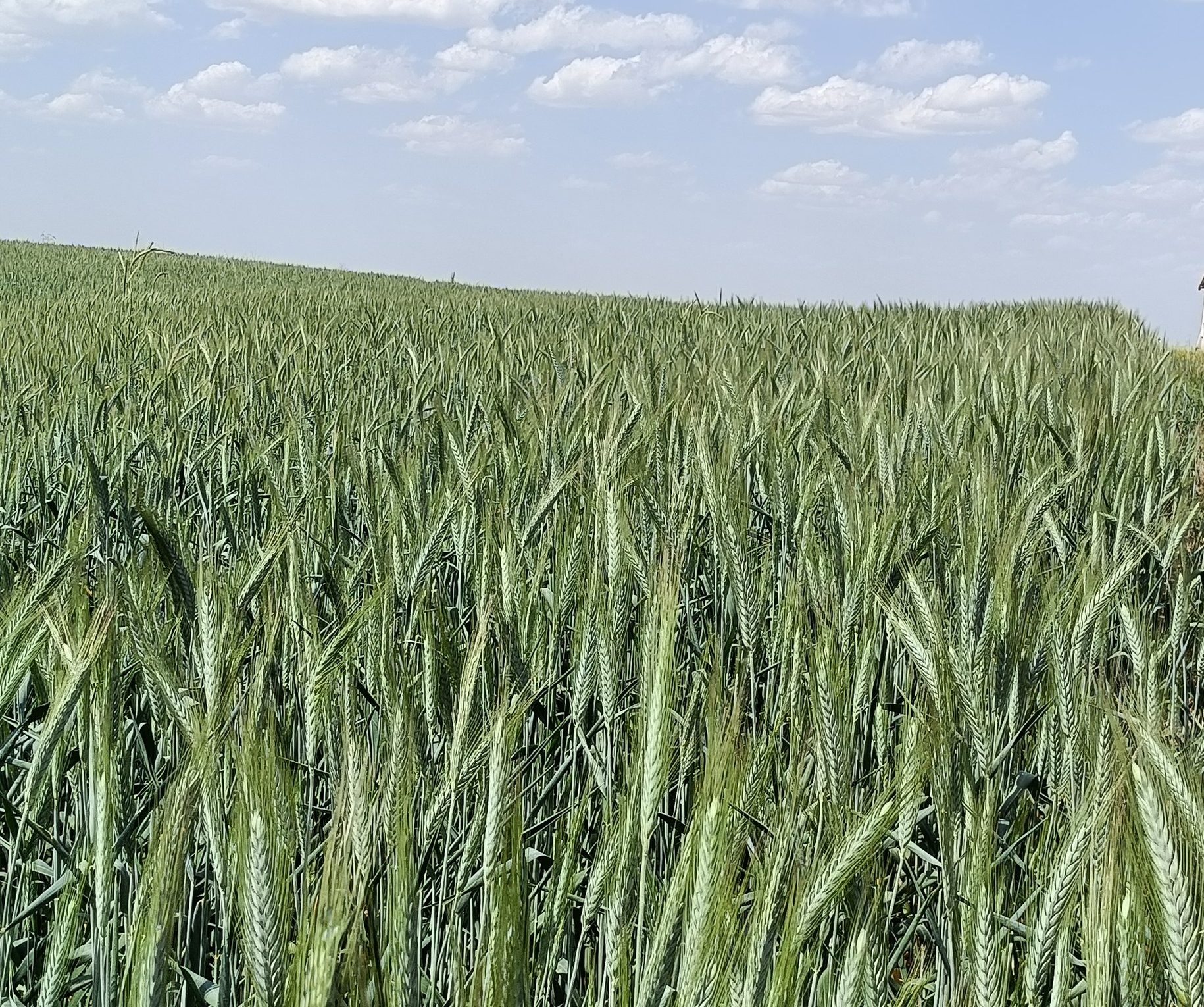 Karma 2000 Tritikale Tohumu