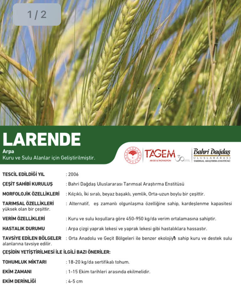 Larende Arpa Tohumu