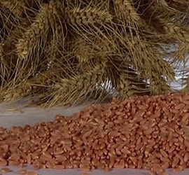 Çeşit 1252 Makarnalık Buğday Tohumu