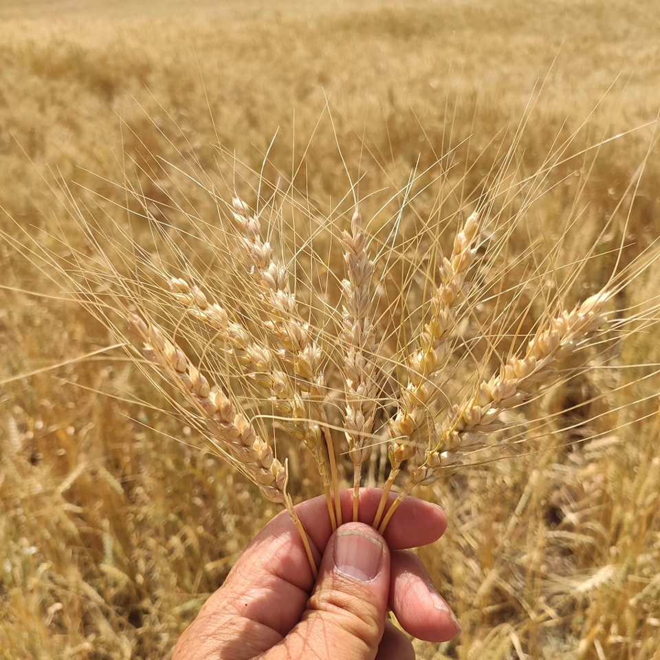 Bayraktar 2000 Buğday Tohumu