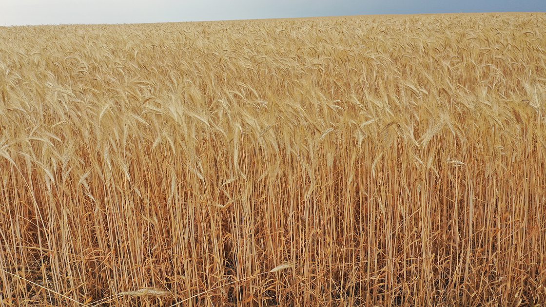 Tatlıcak 97 Tritikale Tohumu