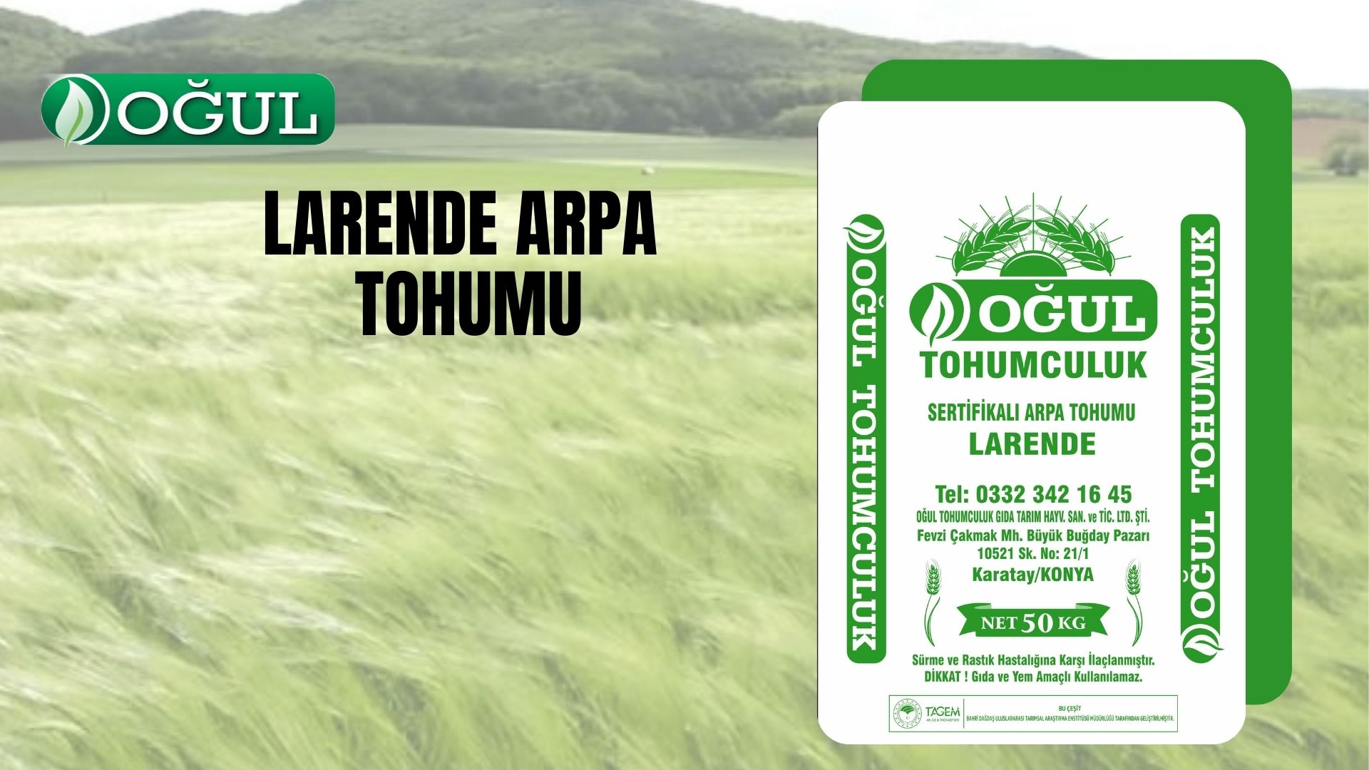 Larende Arpa Tohumu