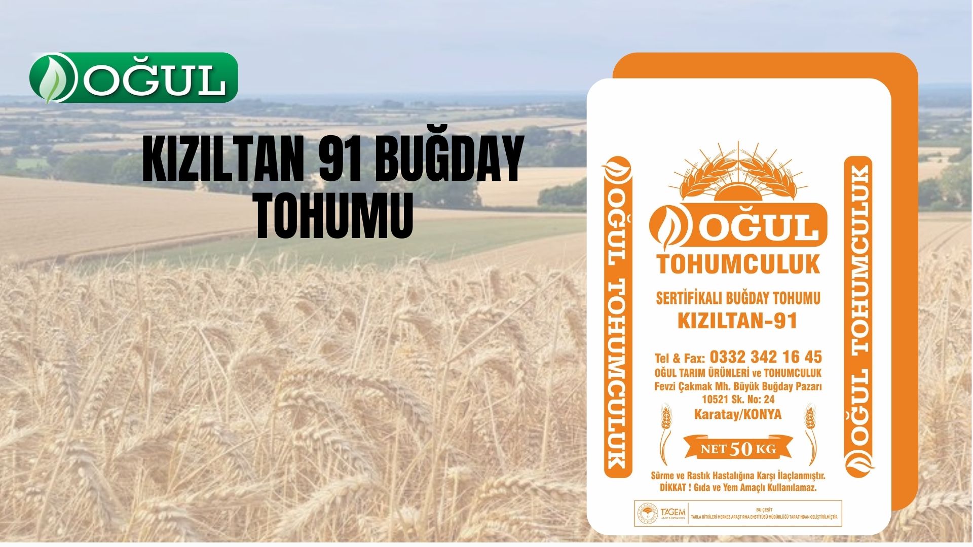 Kızıltan 91 Buğday Tohumu.