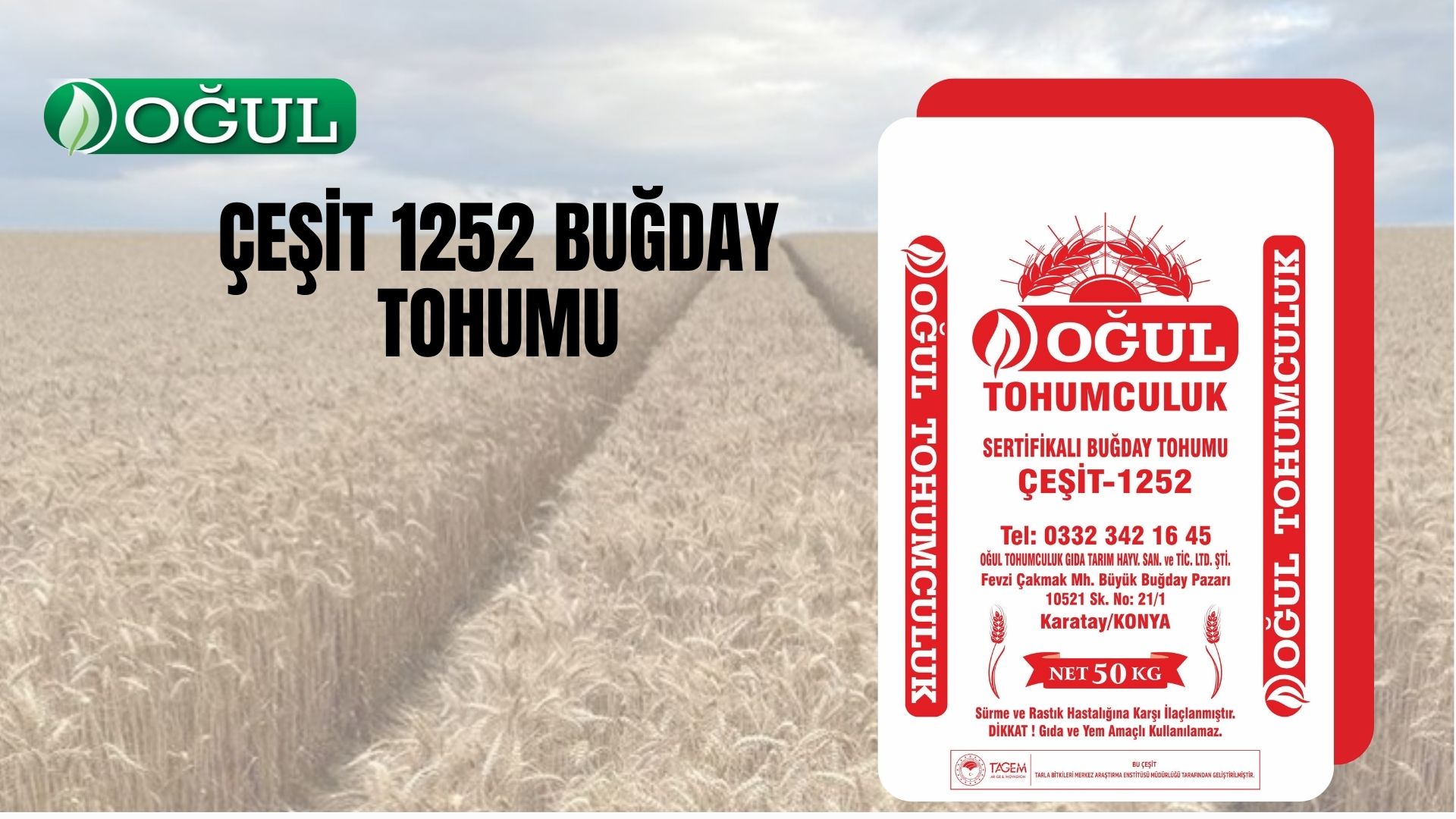 çeşit 1252 buğday Tohumu