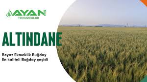 Ayan Tohum : Altındane Ekmeklik Buğday