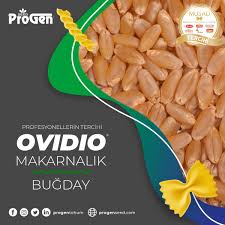 Progen : Ovidio Makarnalık Buğday Tohumu.