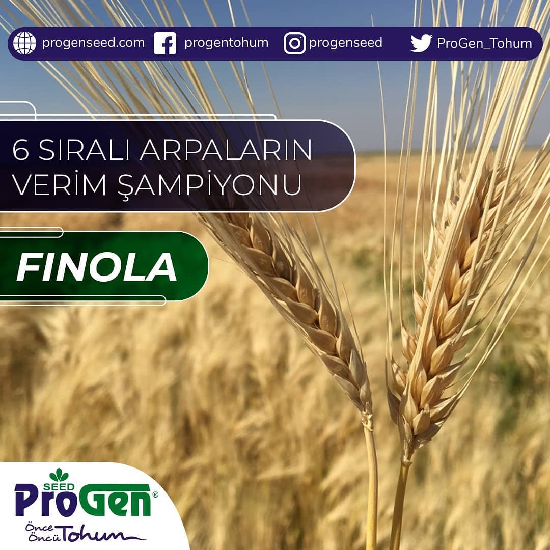 Finola Arpa Tohumu.