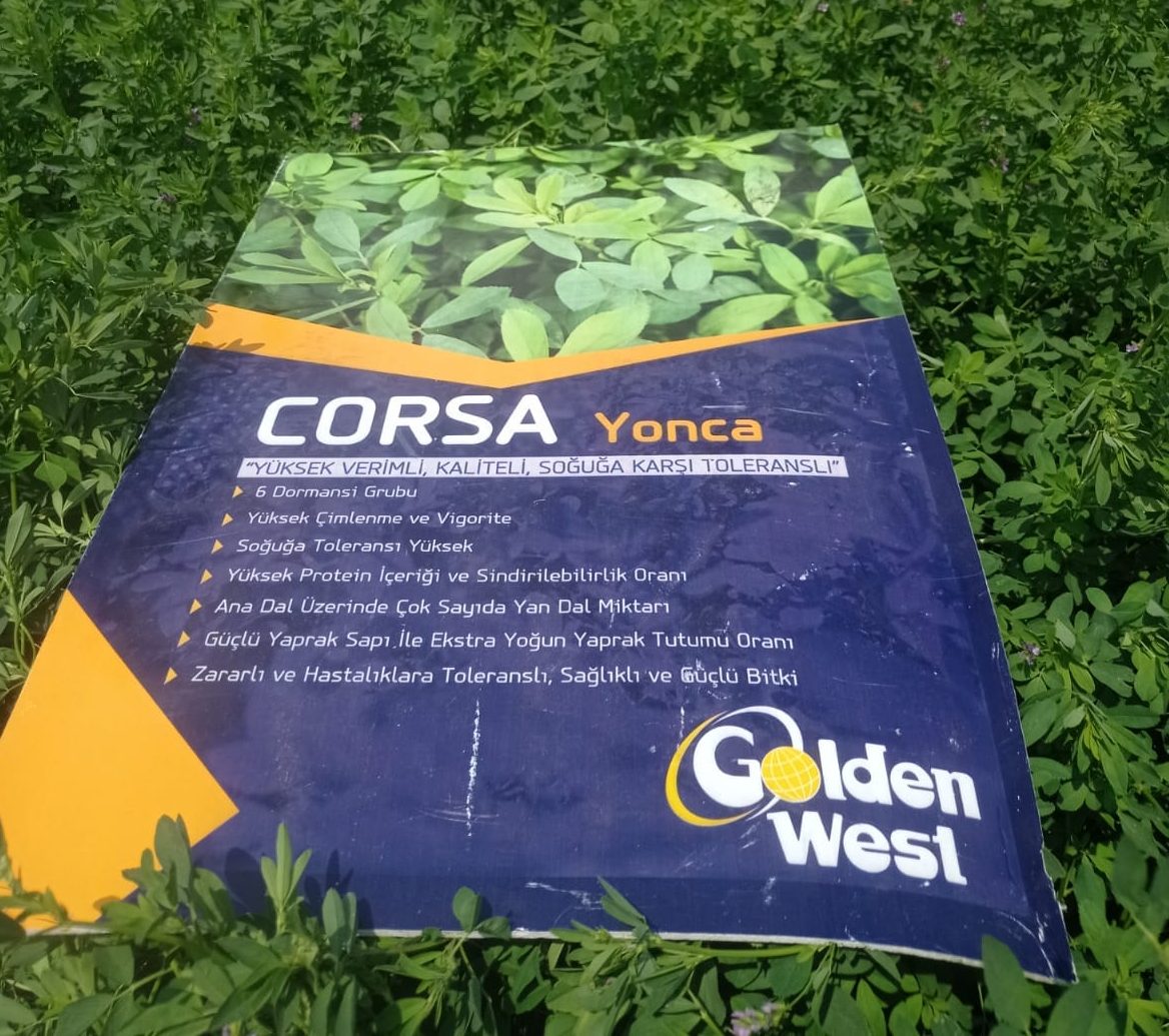 goldenwest corsa yonca tohumu