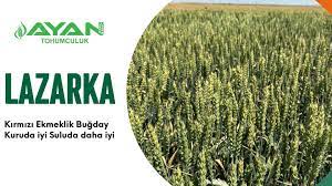 Ayan Tohum : Lazarka Ekmeklik Buğday Tohumu