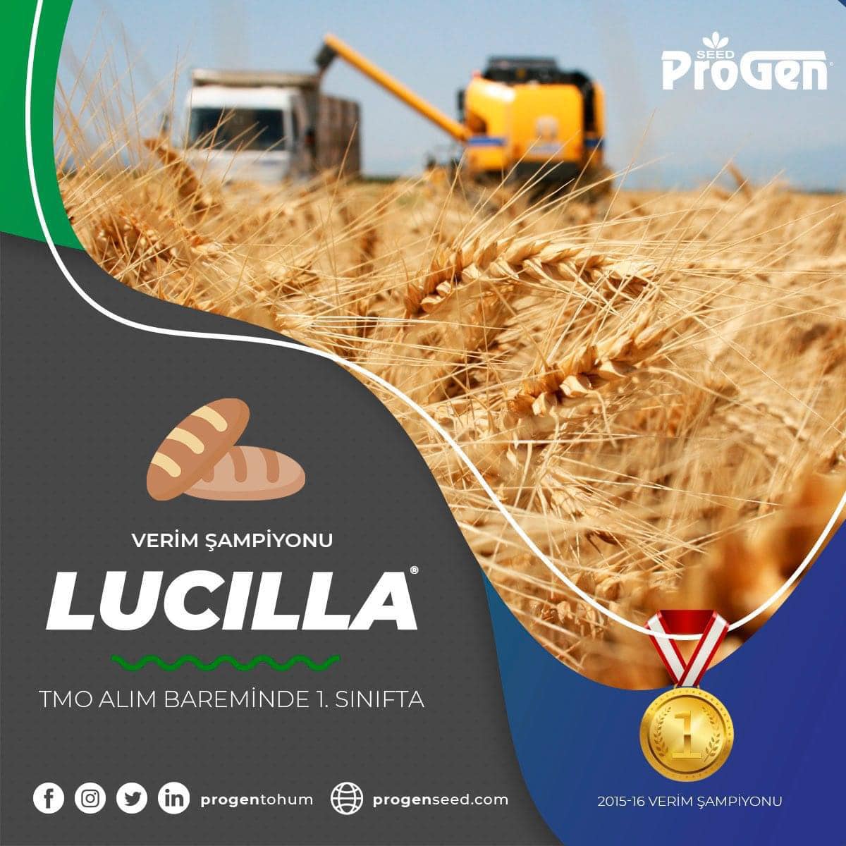 Progen : Lucilla Ekmeklik Buğday