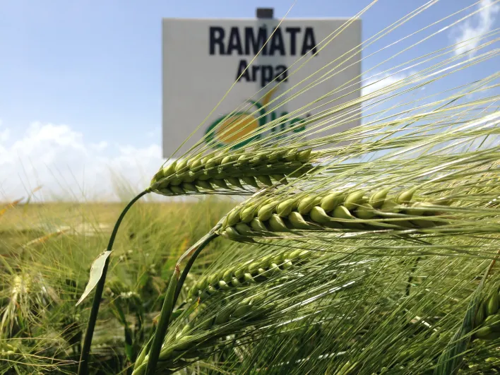 Ramata Arpa Tohumu